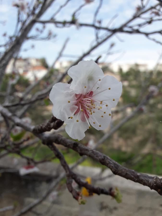 Yaakov'S Apartment Migdal Ha'Emeq Экстерьер фото